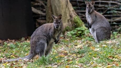 Köpfe mitgenommen: Unbekannter enthauptet zwei Kängurus in Solinger Tierpark