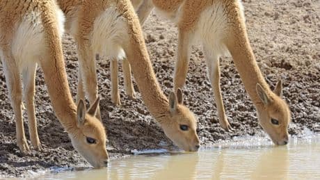 Wieso diese Tiere zu Gärtnern der Anden werden