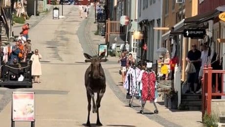 Shocking moment huge moose charges at shoppers on busy high street
