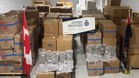 New Brunswick cannabis seizure the biggest in a decade, worth almost $50 million: CBSA