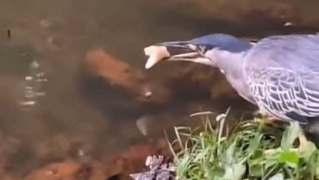 Tierisch schlau - Dieser Vogel angelt wie ein Profi