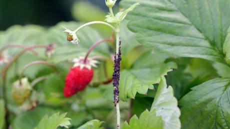 Blattläuse an Erdbeeren: Diese 3 Mittel helfen wirklich