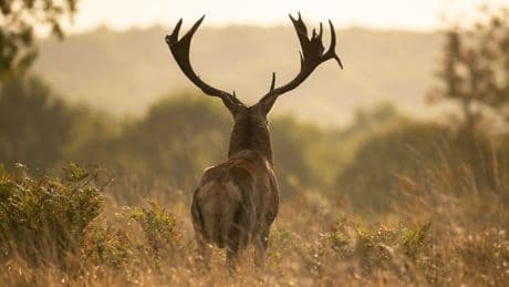 King Louie était un cerf légendaire de l'État de New York, sa mort a déclenché une enquête hors du commun