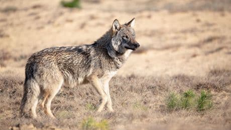 EU stemt voor verlaging status van wolf: ‘Het is geen bedreigde diersoort meer’
