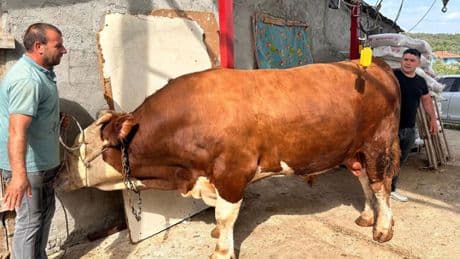 Kurbanlıkların en pahalısı; 1 ton 200 kiloluk dana araba fiyatına alıcısını bekliyor