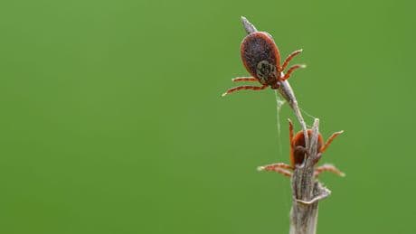 Tick risks vary by region. Here's where diseases have spread and how to stay safe