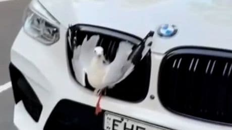Rettung naht - Möwe steckt im Kühlergrill fest