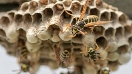 Why wasp numbers are booming in the UK - and why it’s actually a good thing