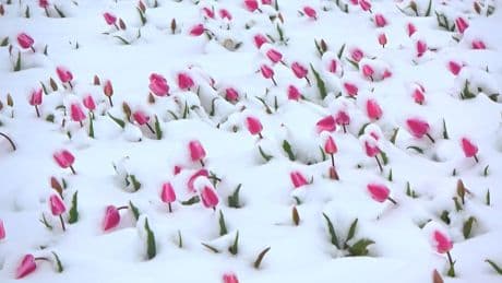 Frühling besonders - Tulpen trotzen tiefen Temperaturen