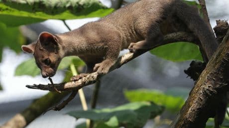 Naissance de fossas au Zoo de Paris : 5 faits exceptionnels sur cet animal mystérieux