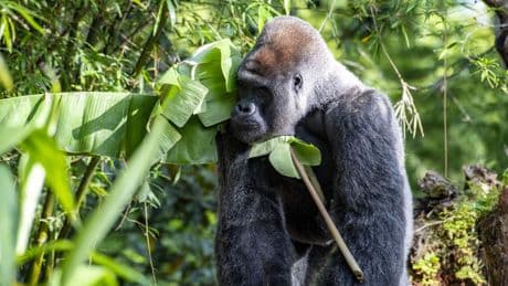 Man vs. ape: Viral gorilla fight question drives internet bananas