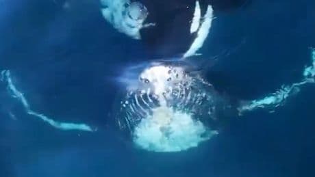 Orcas jagen Buckelwal - Sie wollen seine Zunge