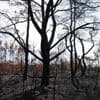 Waldbrand: Revierförster: Schaden in der Gohrischheide „apokalyptisch“