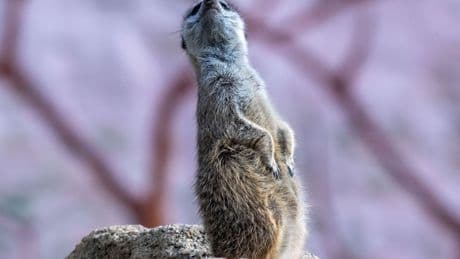 Tierbabys: Erdmännchen und Singschwäne mit Nachwuchs im Zoo Hoyerswerda