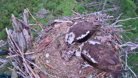 Osprey chicks born from 'very rare' love triangle in Scots forest die after just three days