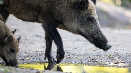 Wildschweine: Sie machen sich in Wohngebieten breit und verschrecken Anwohner