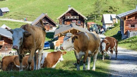 Österreich: Kuhherde trampelt Pärchen bei Wanderung am Dachstein nieder