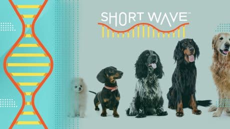 How a dog aging project can help pets and humans live healthier lives