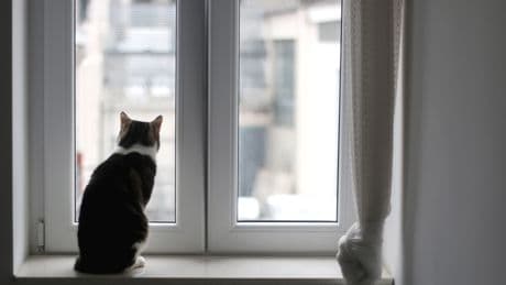 Todesfalle in jedem Haus: Ist Ihre Katze vom Kippfenster-Syndrom bedroht?