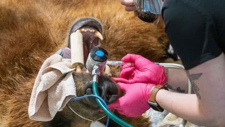 An Alaskan brown bear has a new shiny smile after getting a huge metal crown for a canine tooth