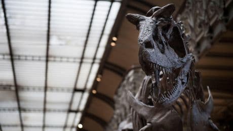 Le Muséum national d’Histoire naturelle de Paris victime d’une « attaque informatique sévère »
