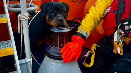 RNLI lifeboat crew rescue pet rottweiler stranded on rocks in Cornwall