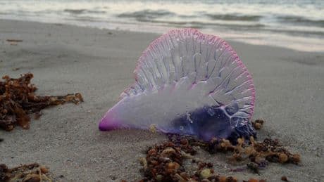 Caravella portoghese, dove si può trovare in Italia: le spiagge dove fare attenzione e cosa fare in caso di avvistamento. Perché la sua puntura può essere letale per l'uomo