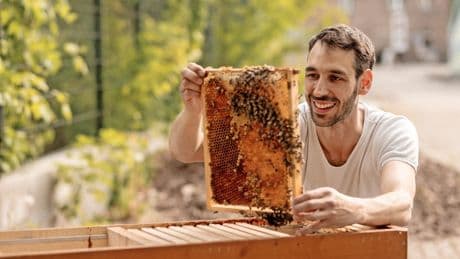 Mehr Lebensraum: Wie man Bienen in der Stadt halten kann