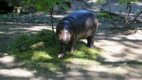Hippo verlässt Berlin - Tschüss Toni!