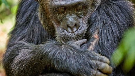 Los humanos tardan más del doble en curar sus heridas que el resto de los mamíferos