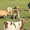 Shocking moment helpless hiker is viciously trampled by raging herd of cows after 'taunting one with walking stick' on Chinese hillside