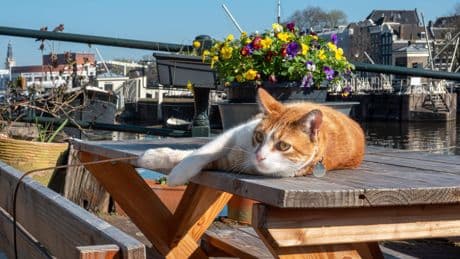 Gracht Amsterdam krijgt kattentrapjes