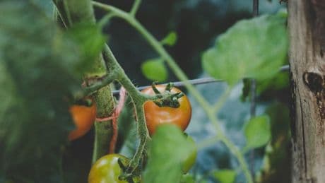 Miquel Rodríguez, experto en horticultura: “Para tener un huerto sano no necesitas pesticidas, necesitas sembrar las plantas adecuadas”