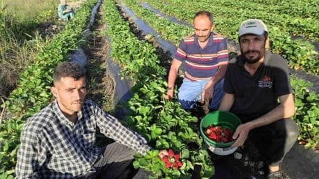 Organik Sason çileğinde hasat zamanı
