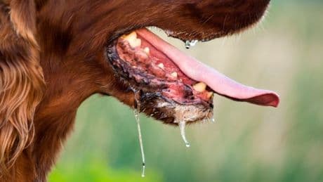 Brit dies after ‘contracting rabies from dog’ on holiday in Morocco