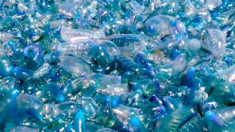 Swimming banned as Portugese man o' war colony plagues Spanish beaches