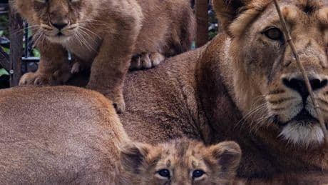 „Emotional belastende Entscheidung“: Kölner Zoo verteidigt Einschläferung von Löwenbabys