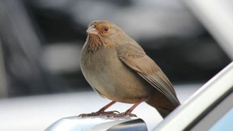 Des oiseaux meurent mystérieusement en plein vol dans une rue californienne et personne ne sait pourquoi