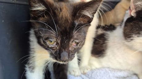 Tientallen katten gered uit zwaar vervuild huis: ’Voor de katten een troosteloze situatie’
