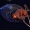 Colossal squid filmed in ocean for the first time
