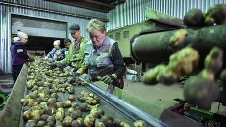 Une crise de la patate en Russie, qui ouvre les vannes des importations