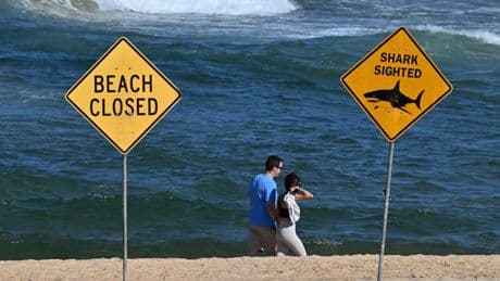 "Il a été mordu": un surfeur tué par un "grand requin" au large de Sydney en Australie, des plages fermées