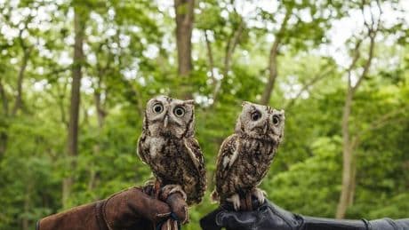 Spike und George: Eulenfreundschaft