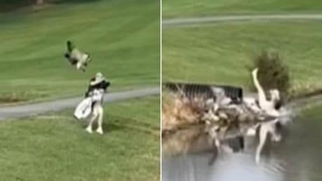 Horrifying moment rogue goose attacks unsuspecting golfer to spark carnage on the course