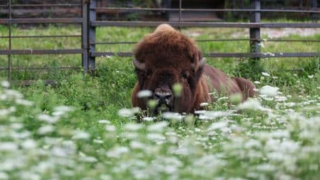 Road north of Toronto opens after escaped bison recaptured