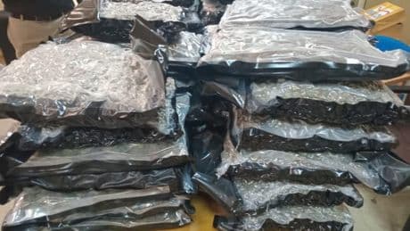 New images of £1,200,000 cannabis haul Charlotte May Lee ‘didn’t know was in suitcase’