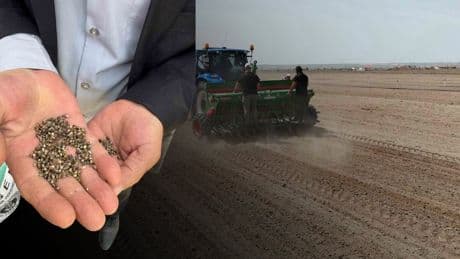 Yasaklı bitki olarak biliniyordu, şimdi tarımda devrim yapacak! Konya’da 15 dekar alana ekildi: Gelecek vaat etti
