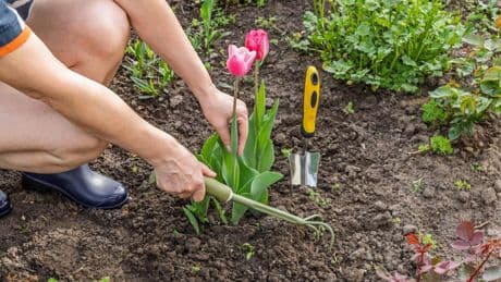 Infektion über Luftweg: "Man glaubt, man sei erkältet": Gefährliches Hantavirus lauert bei Gartenarbeit