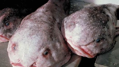 15 bizarre creatures from the bottom of the ocean that look like aliens