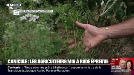 Les agriculteurs mis à rude épreuve avec la vague de chaleur qui touche la France